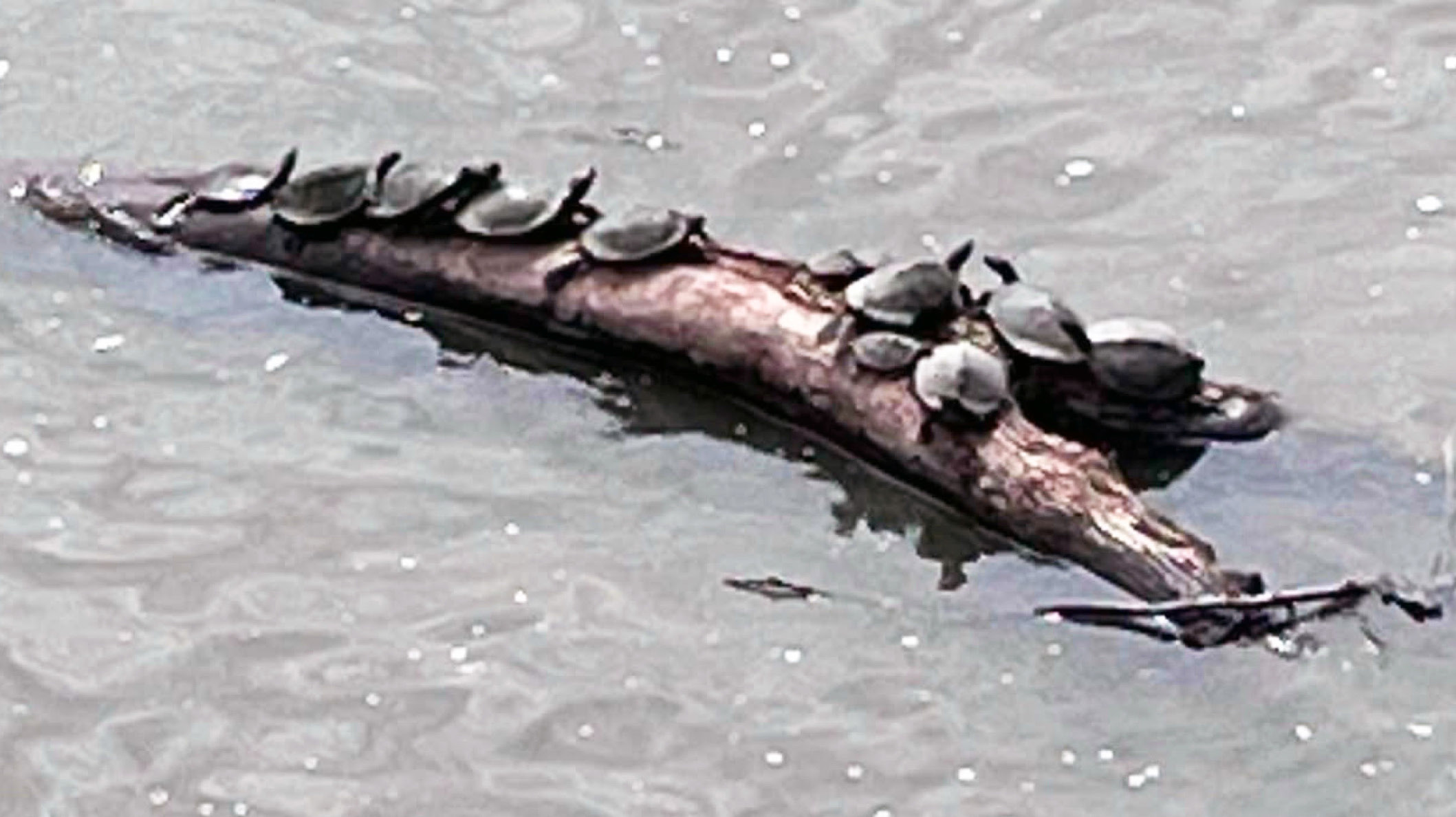 Ray McGeorge of Chase County captured the above photo of turtles lounging on a log in the Cottonwood River on June 20. It was an especially rewarding sight as he had his stepson Ryan Frost and his 6-year-old granddaughter Maybelle with him. Maybelle was especially fascinated because she also spotted a heron downstream. To submit your favorite photo for consideration for Through Your Eyes, send a high-resolution JPEG photo of a favorite person, place or thing, include your name, to cgnews@cgtelco.net.